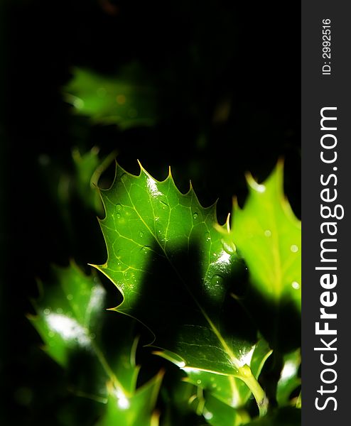 Holly leaves with bright and vivid colours on dark background