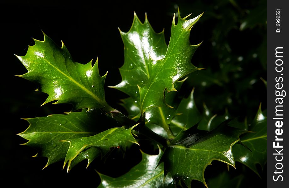 Holly leaves with bright and vivid colours on dark background