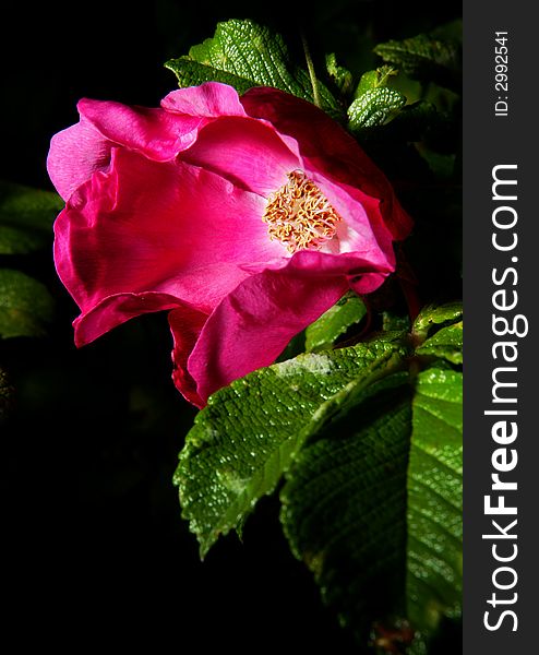 Dying pink flower with green leaves and a black background. Dying pink flower with green leaves and a black background