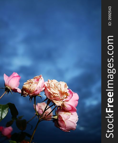 Pink Roses And Dark Blue Sky