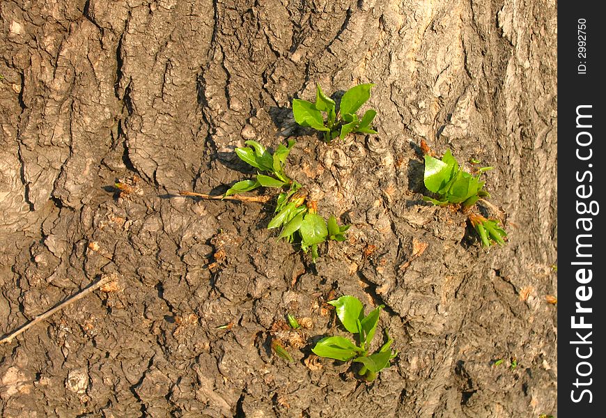 A view with leaves on the poplar stem. A view with leaves on the poplar stem