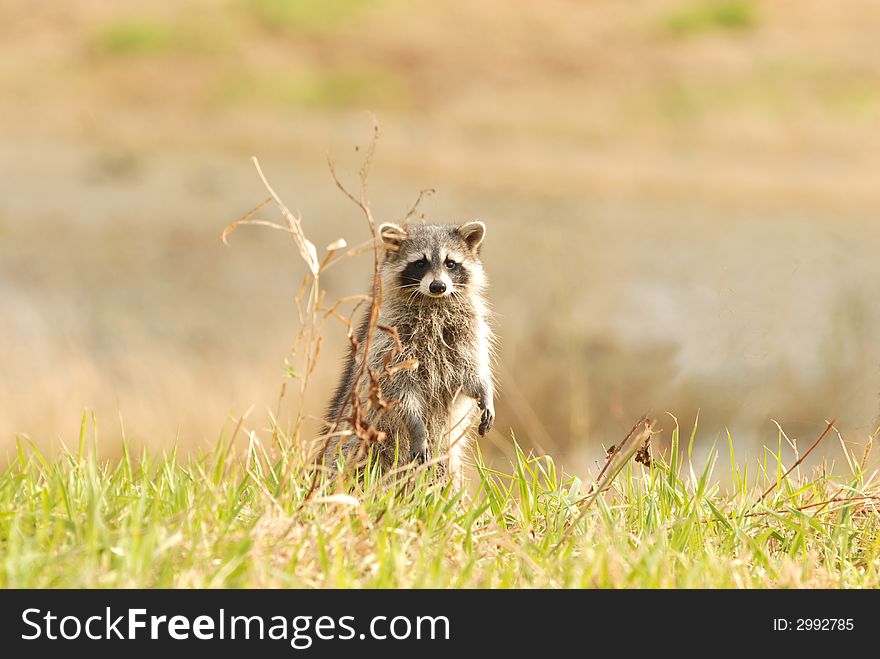 A cute raccoon stands up and looks around the wildlife refuge. A cute raccoon stands up and looks around the wildlife refuge.