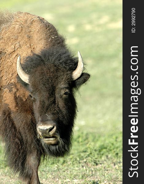 An American bison photographed in North Dakota.