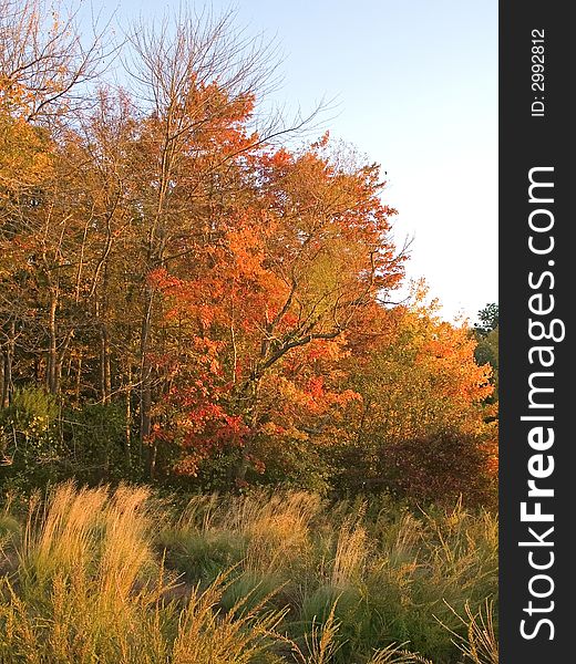 Brilliant Autumn colors and a golden meadow at Thompson Park in Holmdel New Jersey. Brilliant Autumn colors and a golden meadow at Thompson Park in Holmdel New Jersey.