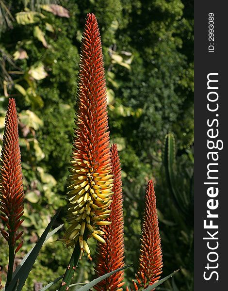 Red orange aloe vera flower close up