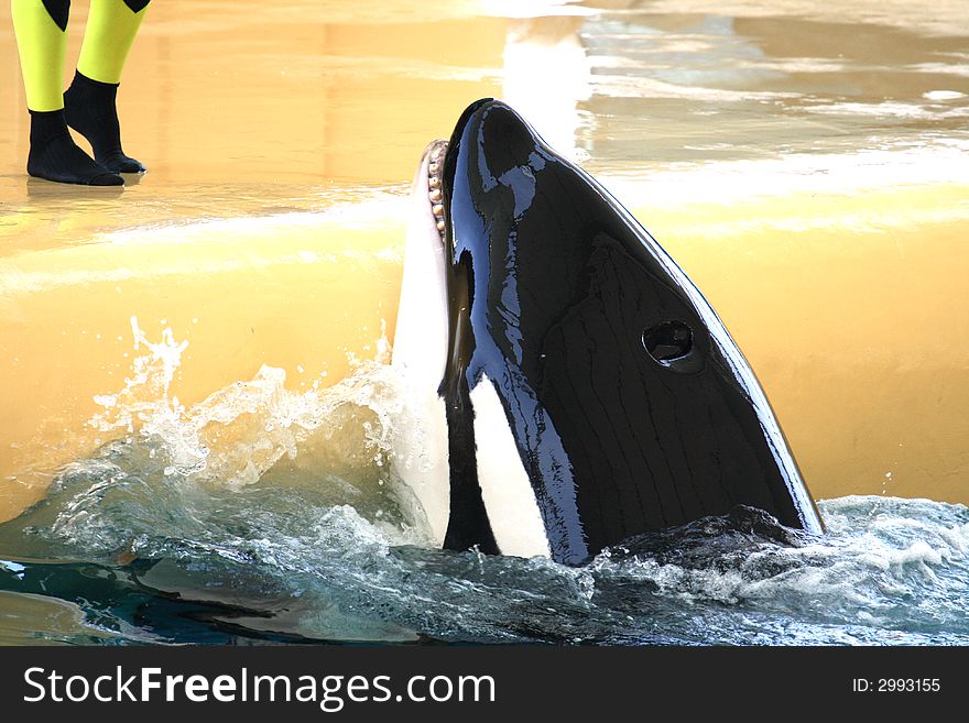 Killer whale being feeded with fish. Killer whale being feeded with fish