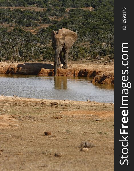 Elephant all alone at the waterhole