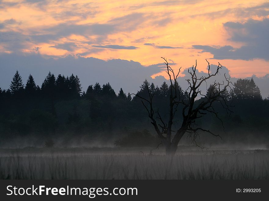 Sunrise over a slightly foggy wetland around a dead tree with a painted sky. Sunrise over a slightly foggy wetland around a dead tree with a painted sky.