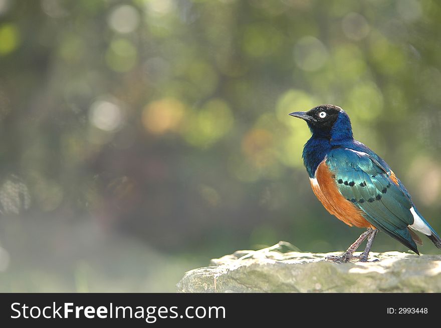 A colorful African superb starling with a light green background.