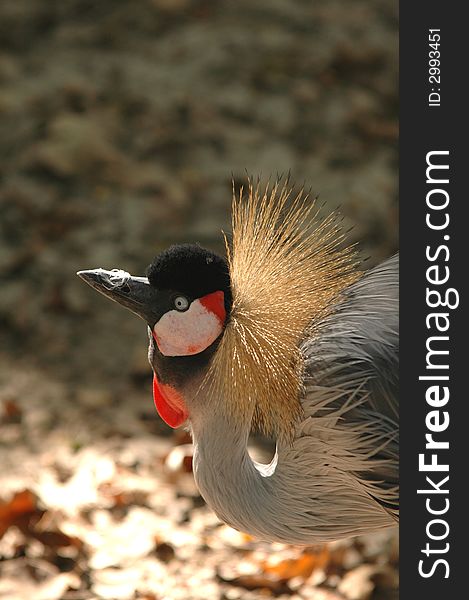 This grey crowned crane appears to be annoyed by the feather on it's beak.
