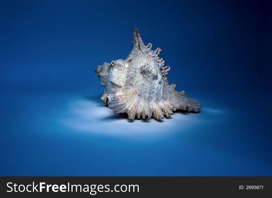 Beautiful sea seashell on  blue background. Beautiful sea seashell on  blue background