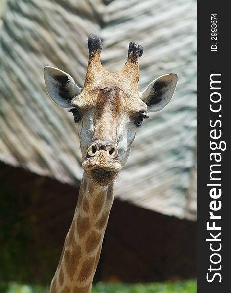 Head of giraffe looking straight at you. Background out of focus.