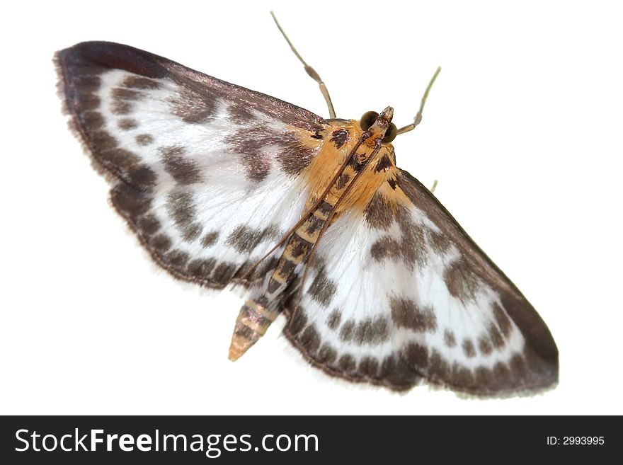 Beautiful butterfly on white background