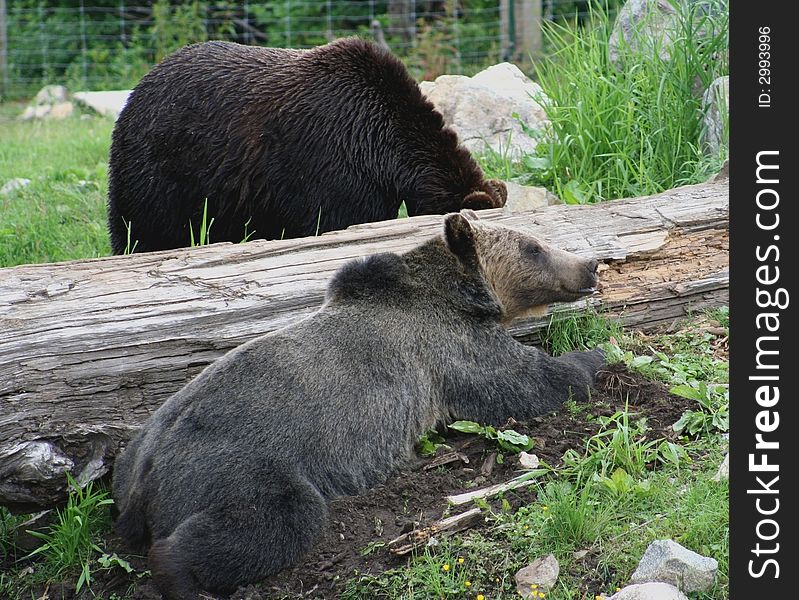 Grizzly Bears foraging in the Canadian Rocky Mountains. Grizzly Bears foraging in the Canadian Rocky Mountains