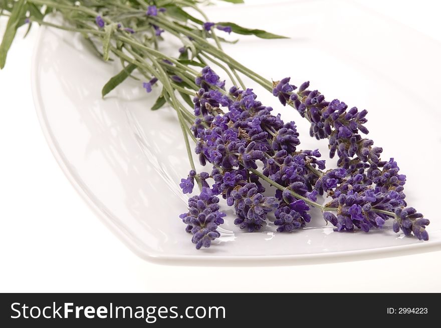 Lavender flowers isolated on the white background