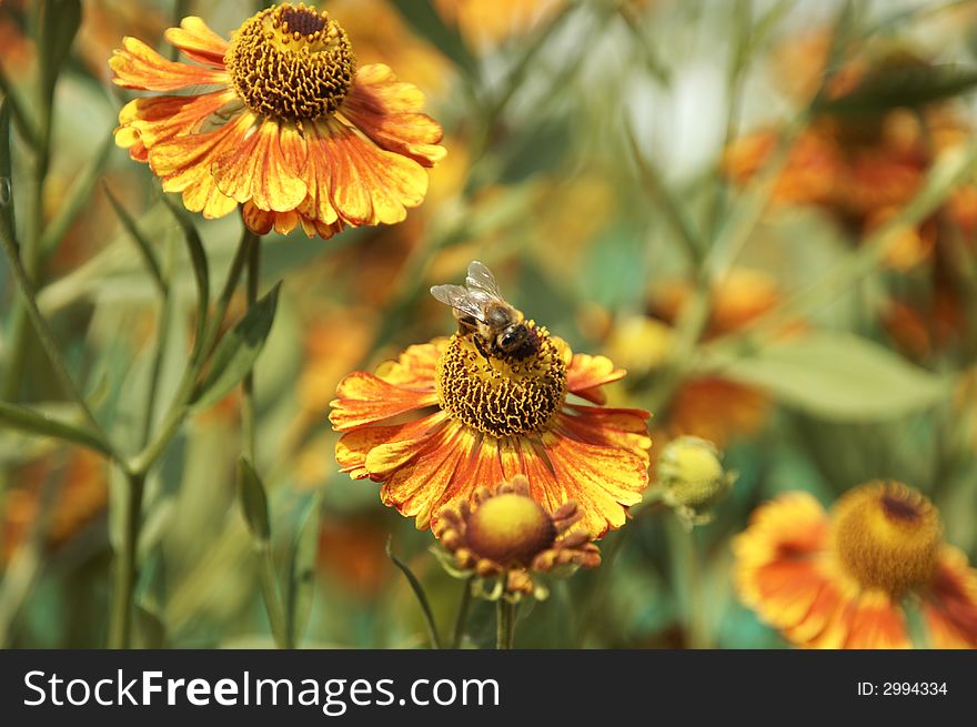 Country sketches - a bee collecting pollen. Country sketches - a bee collecting pollen