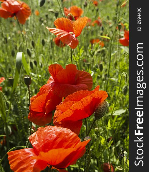 Wild flower field poppy field in poland. Wild flower field poppy field in poland