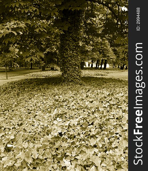 Big alone tree in park. In front a lot of leafs. Big alone tree in park. In front a lot of leafs