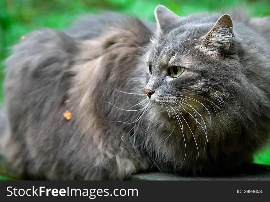 Big fluffy grey cat very closely looks around-friendly but very independent animal