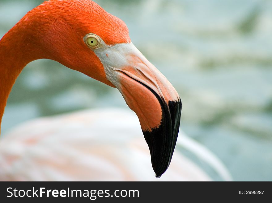 Head of a flamingo close up