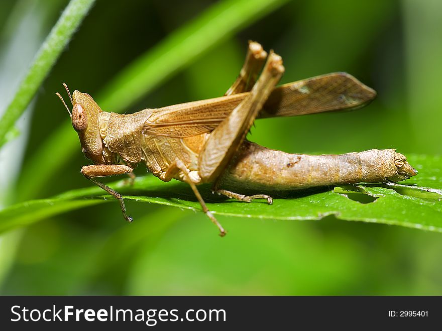 A grasshopper that has a wooden-like texture surface