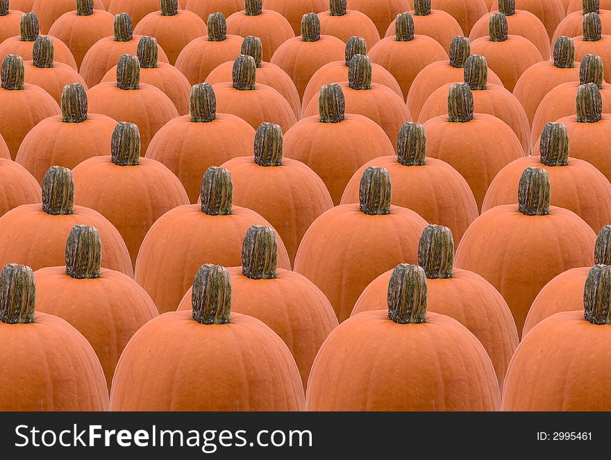 A background of pumpkins lined up. A background of pumpkins lined up