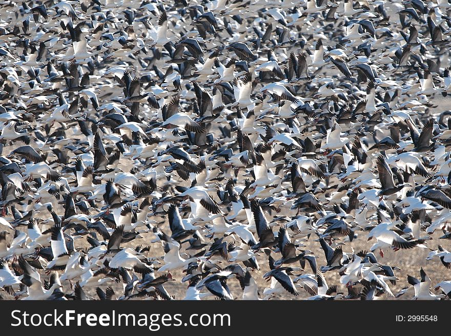 Snow geese take off from the refuge waters in great numbers. Snow geese take off from the refuge waters in great numbers.