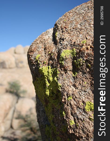 Arizona Lichens