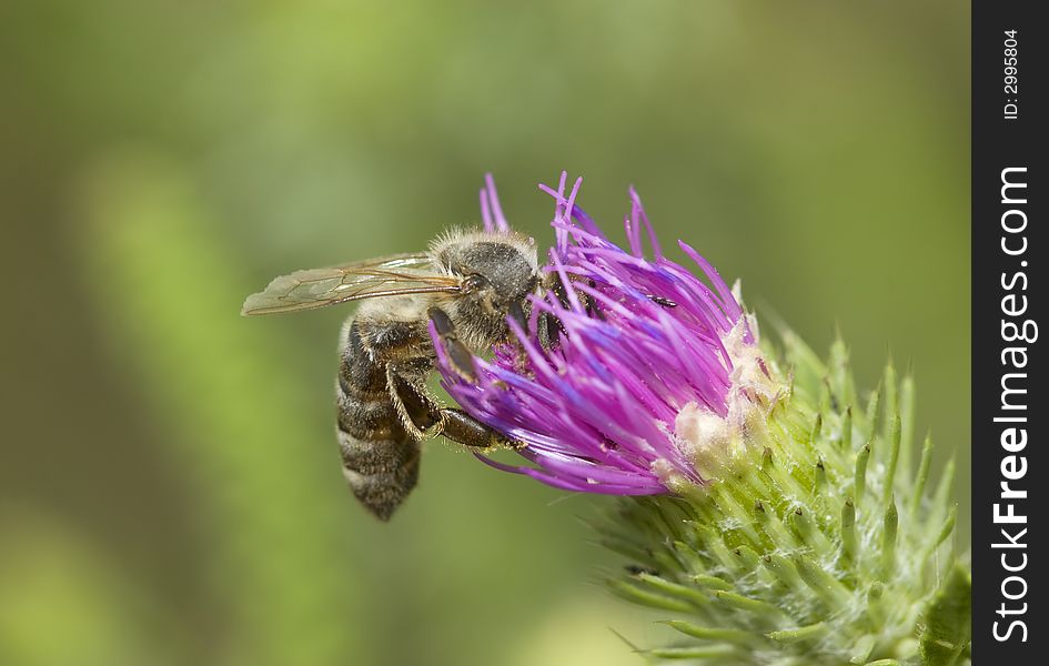 Bee with head inside the purple flower. Bee with head inside the purple flower