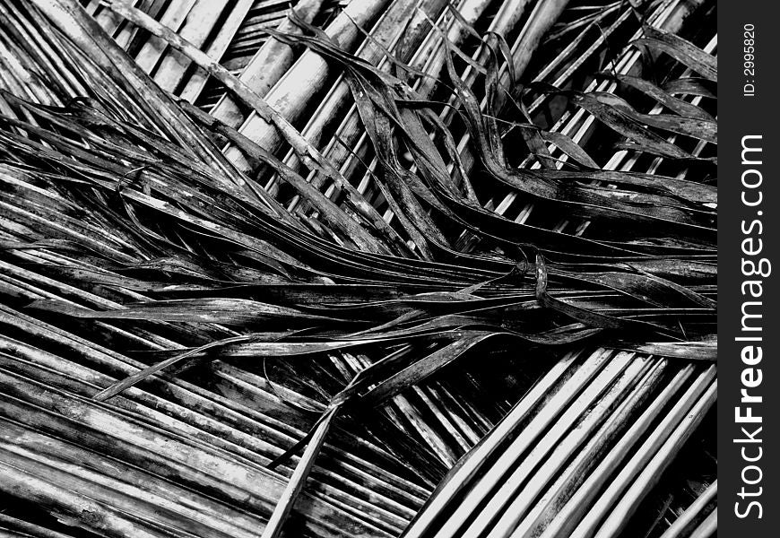 These Dry Palm leaves were laying under my feet while we were trying to reach a beach in La Digue. I found their structure interesting, especially for a BW composition. These Dry Palm leaves were laying under my feet while we were trying to reach a beach in La Digue. I found their structure interesting, especially for a BW composition.