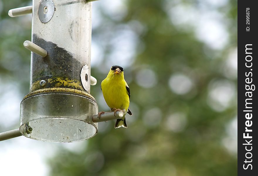 A golden finch sitting on the perch of a plastic bird feeder. A golden finch sitting on the perch of a plastic bird feeder.