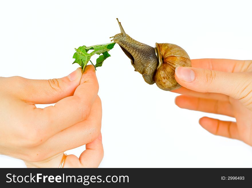 Feeding of a snail on a white isolated background