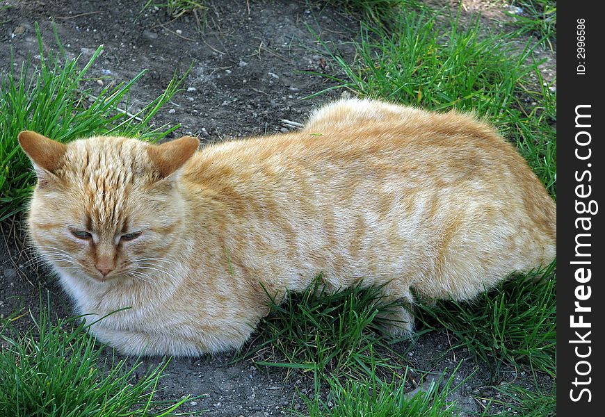 Pussy cat lies at the green grass