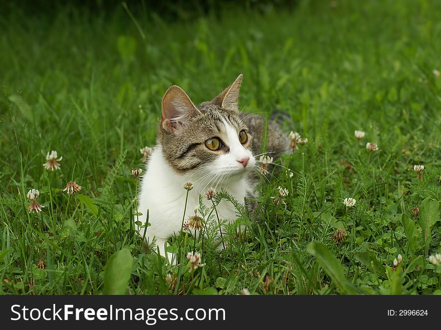 Kitten in the grass