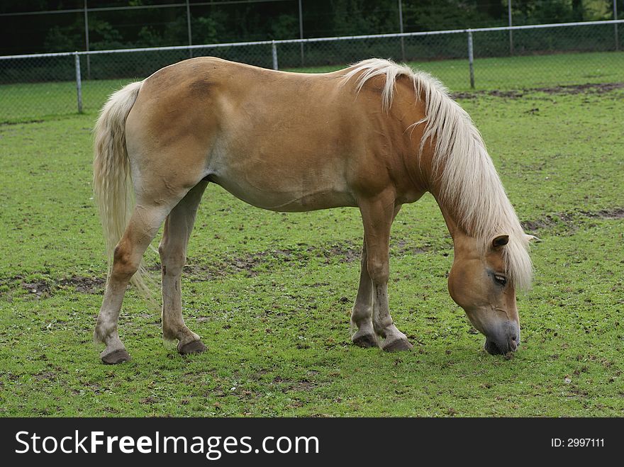 A grazing horse in meadow. A grazing horse in meadow.