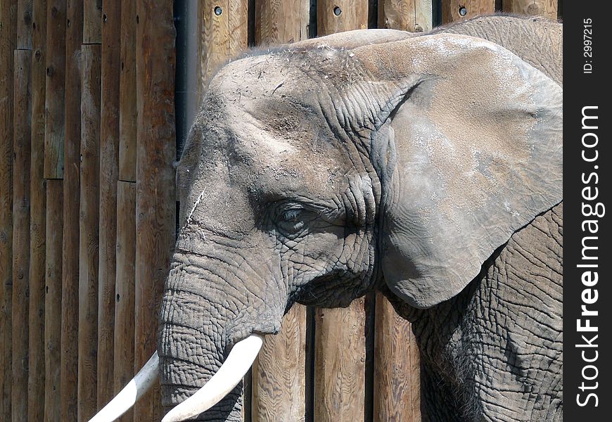 Close-up of an elephant's head