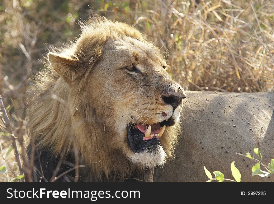 Male lion at kruger national park south africa