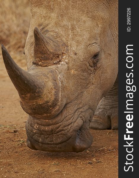 White Rhinocerotidae at kruger national park south africa