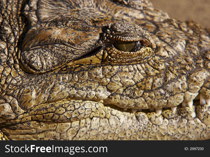 Close up of a crocodile eye on kruger park south africa