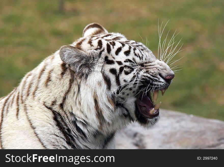 White tiger yawning in a zoo