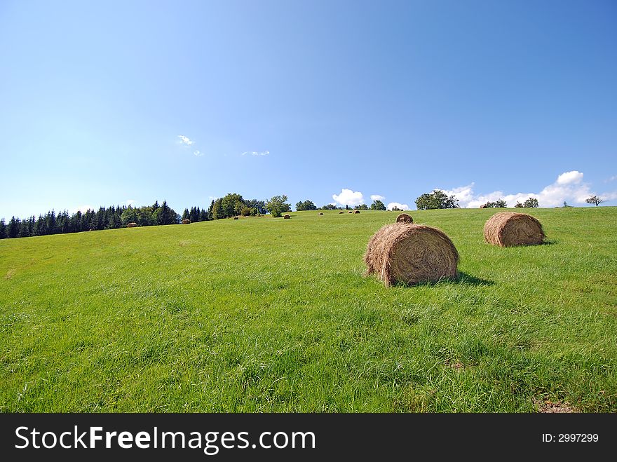 Landscape of the green field after harvest