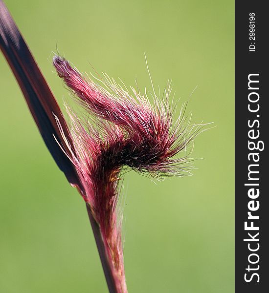 Purple Fountain Grass emerging in spring