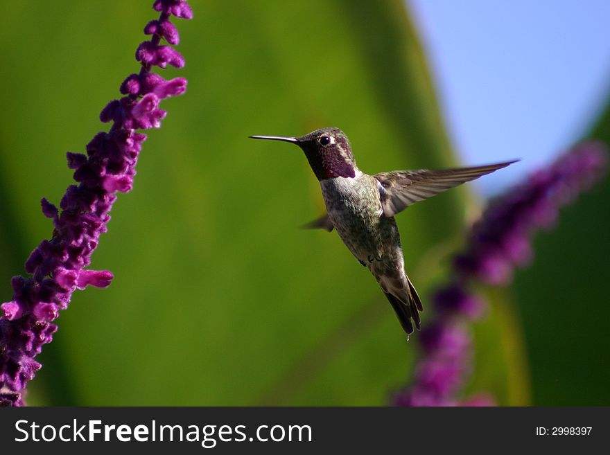 Hummingbird frozen in mid air while sucking on some sage. Hummingbird frozen in mid air while sucking on some sage.