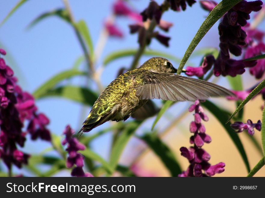 Hummingbird sipping on sage flowers frozen in mid air. Hummingbird sipping on sage flowers frozen in mid air.