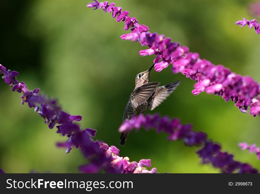 Hummingbird feeding on nectar of sage flower. Hummingbird feeding on nectar of sage flower