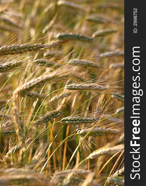 Gold cereal field, summer landscape,