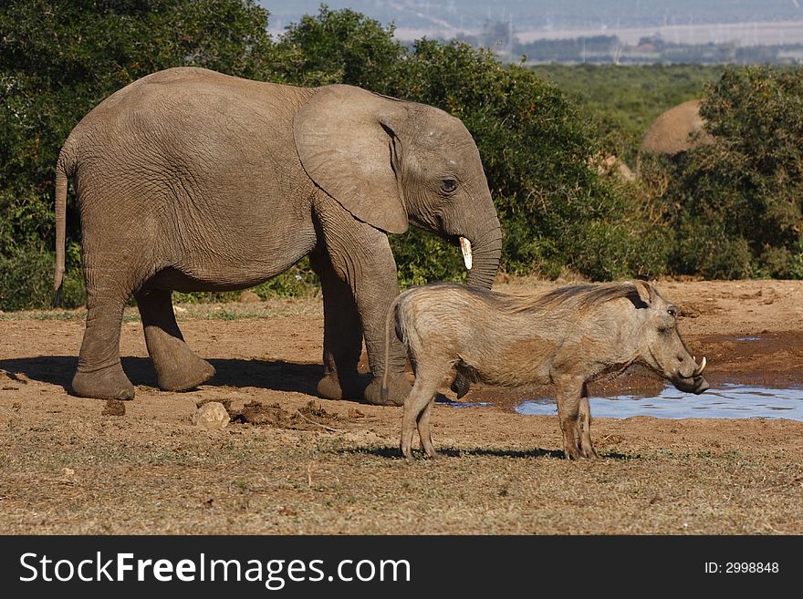 Elephant and a warthog at a waterhole