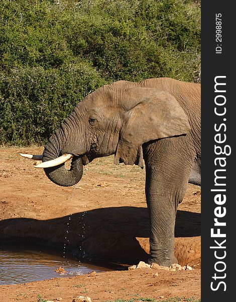 Elephant dinking trumpet style on a hot day. Elephant dinking trumpet style on a hot day