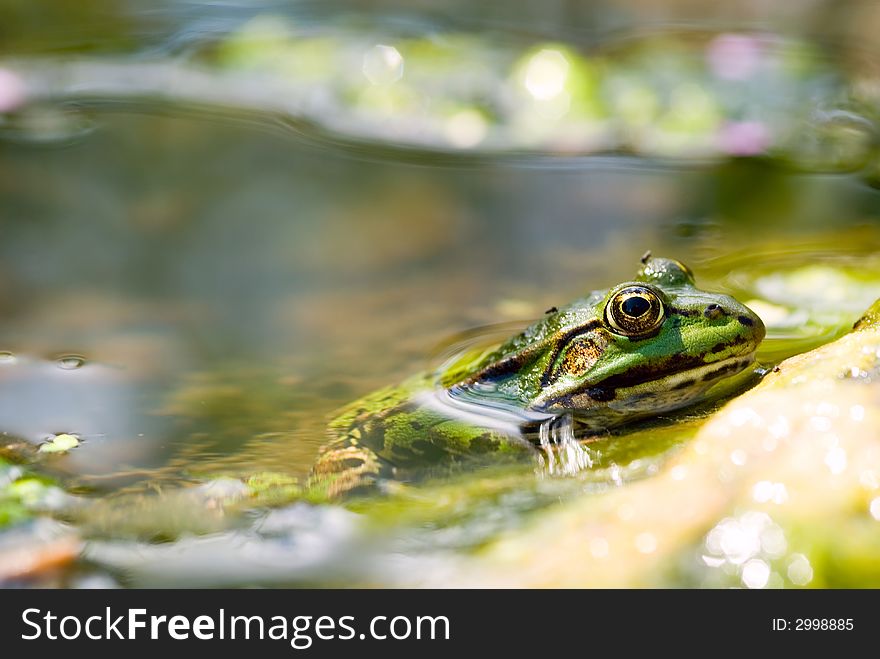 Edible Frog In Pond Close-up