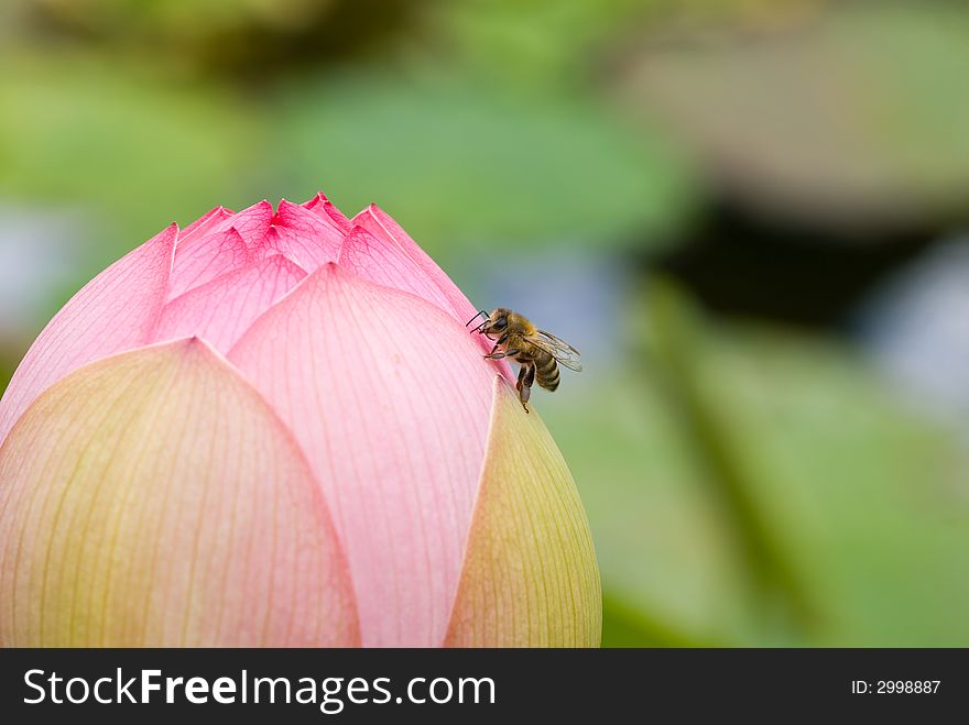 Nelumbo - Lotus -  Red Waterlily close-up. Nelumbo - Lotus -  Red Waterlily close-up